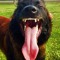 Sobe Malinois