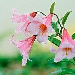Lily