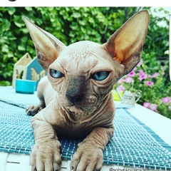 sphynx