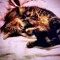 Nina kucat