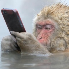 Lyle the Arse Monkey
