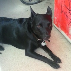 bron amity - black dog