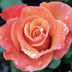 Neuroscience Extra Credit: Best Darn OTs: Ariel Mazel-Gee