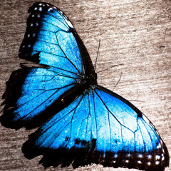 Christy Sue Williams