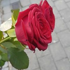 Fabian Dos Santos Jr.