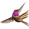 Bird Tribe