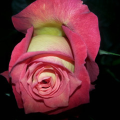 Alexandra Rojas Gutierrez