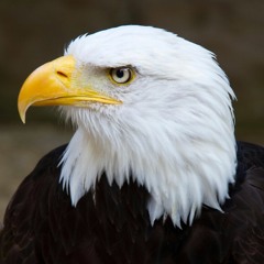Dil Ka Kya Karen Saheb ~ Eagle Gold Jhankar.mp3