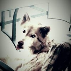 Kyah Aidan Moyle Cook