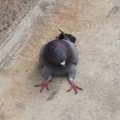 kevigeon