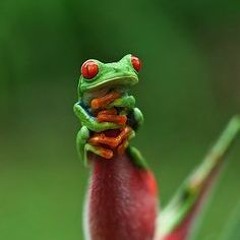 Tree Frog