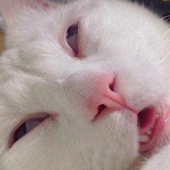 meower