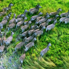 Becky Bojangles Robinson