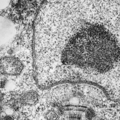 FLOSSEY DICKEY THE 4PILLTHUG