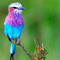 colour oller