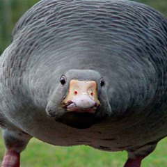 Silly Goose