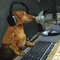 DJ Dachshund