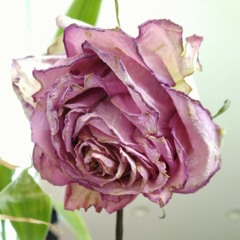 dead_rose