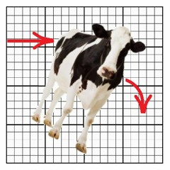 Ryu Tips Cows
