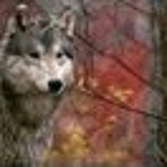 Gray Wolf