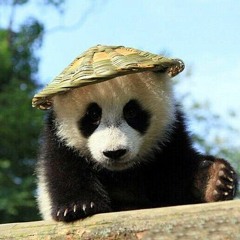 youngpanda679