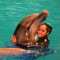 dolphine.