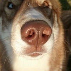 Skelling-Micheals Josiah