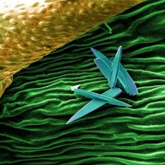 _  A S S  _  A C I D. _