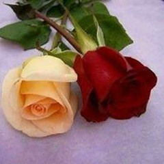 عبد اللطيف