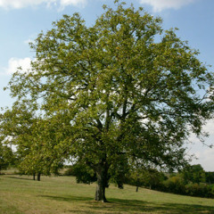 Court Walnut