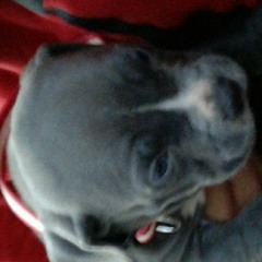 trel