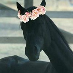 حياتى باب مفتوح للامل