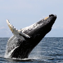 Whale Wail
