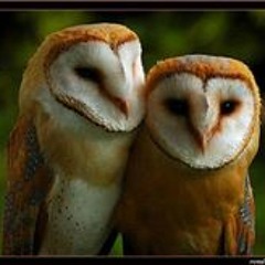 Cassandra Aplin-Gandy