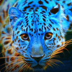 LeopardSixteen