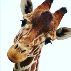 Chocolatewafflegiraffe