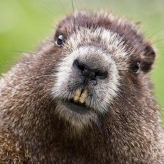 Discontent Beaver