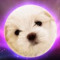White Doge