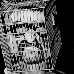 TIRRYMASTERORSERVANT?