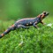 Salamander Sol