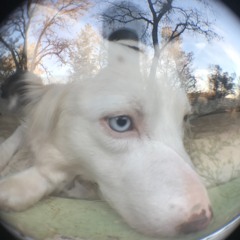 Daisy