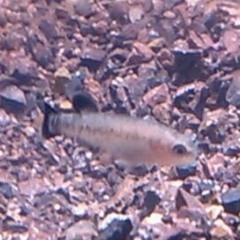 penniless aquatics