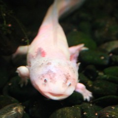 CuteAssHell