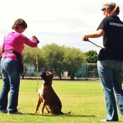 CD Dog Training