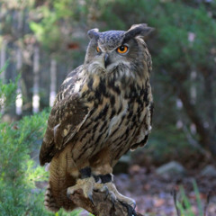 Eagle Owl Fan
