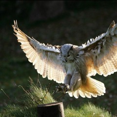 Anastassia Matsievskaia