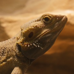 Kalli