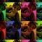 Shakera Brooklyn