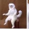 Дядя Кот