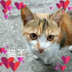 王昌正
